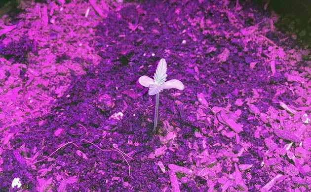 Начало вегетации Росток LSD Auto