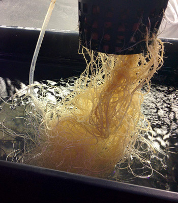 Корни конопли Fruit Punch fem