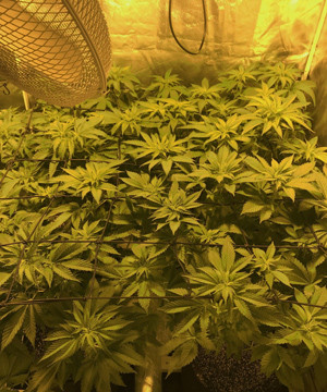 Начало цветения Переход на стадию цветения