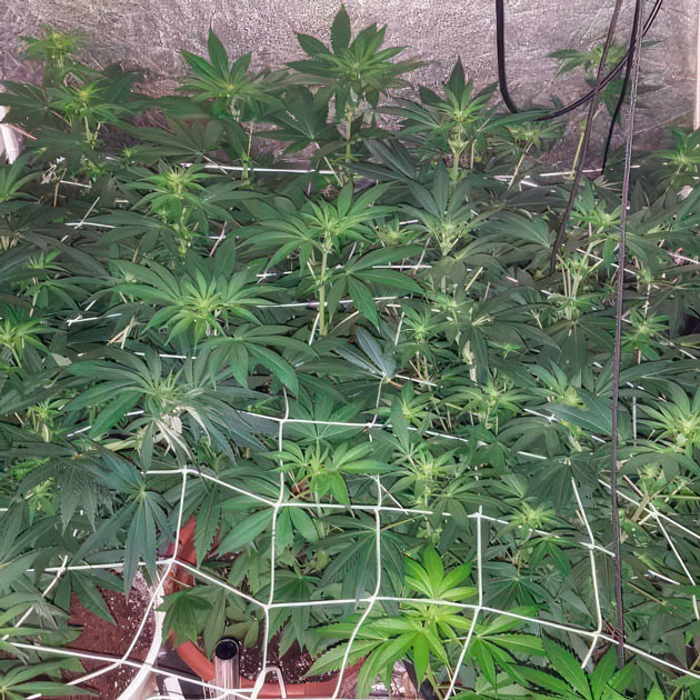 Метод LST-подгиб Активный рост марихуаны на 7 неделе выращивания