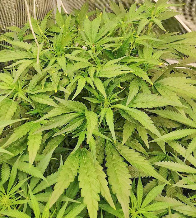 Strawberry Gorilla Auto: активное формирование соцветий Наблюдение за цветением и развитием бутонов