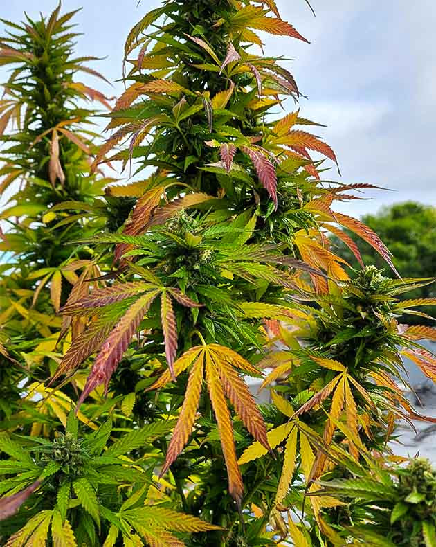 Подготовка к харвесту конопли Runtz Punch Подготовка к харвесту Runtz Punch