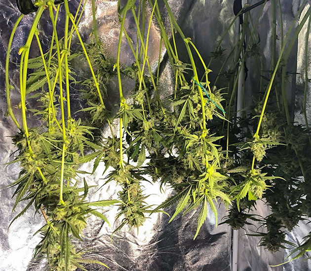 Подготовка к харвесту конопли Gelato Auto подготовка к харвесту Gelato Auto