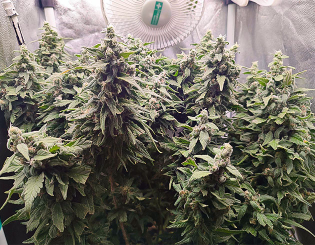 Gorilla Zkittlez: активное развитие и увеличение шишек