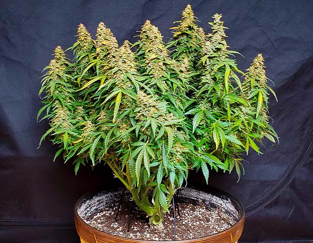 Появление янтарных трихом на 16 неделе Куст конопли перед харвестом