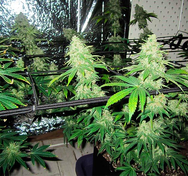 Куст 10th Planet R1 на 8 неделе цветения