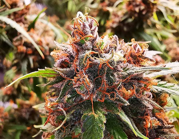 Время харвеста конопли Оранжево-фиолетовый бутон каннабиса