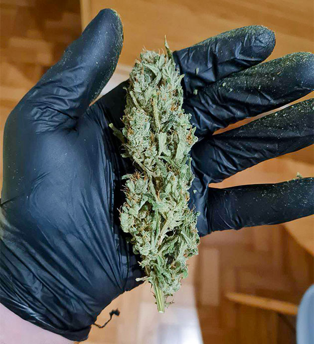 Сбор урожай с куста Auto Cinderella Jack Сушка конопли