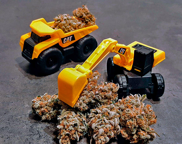 Сбор урожая и впечатления о сорте Харвест