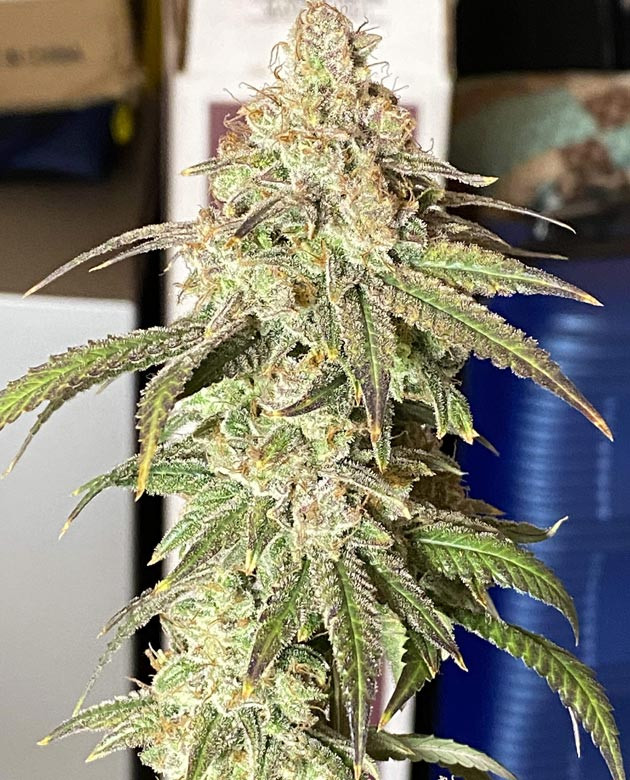 Фиолетовые оттенки и трихомы Blueberry Muffin: укрепление веток