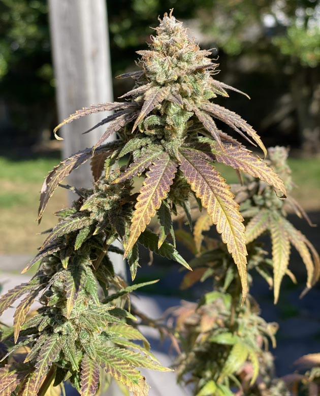 Благодарность Humboldt Seed Company Blueberry Muffin: лучшие генетические качества