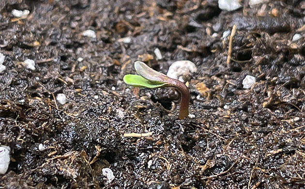 Проращивание Apollo F1 Auto: Первые шаги Старт нового цикла с Apollo F1 Auto