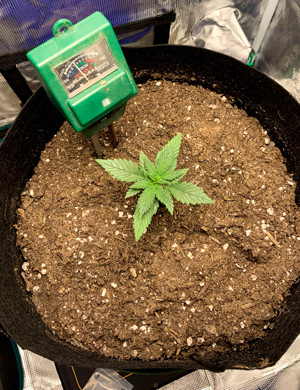 Листья торчащие из горшка