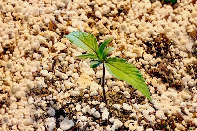 Вторая неделя выращивания конопли Росток ростом 6 см на 2 неделе выращивания