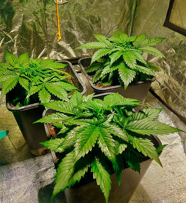 Стимуляция роста куста Zkittlez Auto выращивание сорта конопли Zkittlez Auto