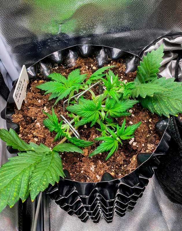 Активный рост и FIM-обрезка Растишка Gorilla Zkittlez Auto на 2 неделе выращивания