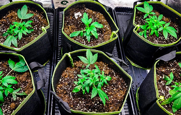 Фимминг на четвертой неделе: формирование будущей структуры куста Проведение фимминга на подросшем кусте каннабиса в фазе вегетации