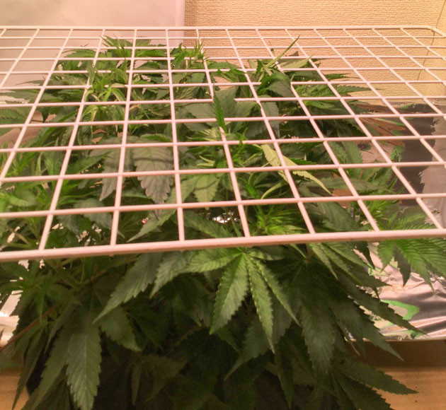 Blueberry Headband: ScrOG и первые цветы Blueberry Headband от Humboldt: первые успехи в цвете