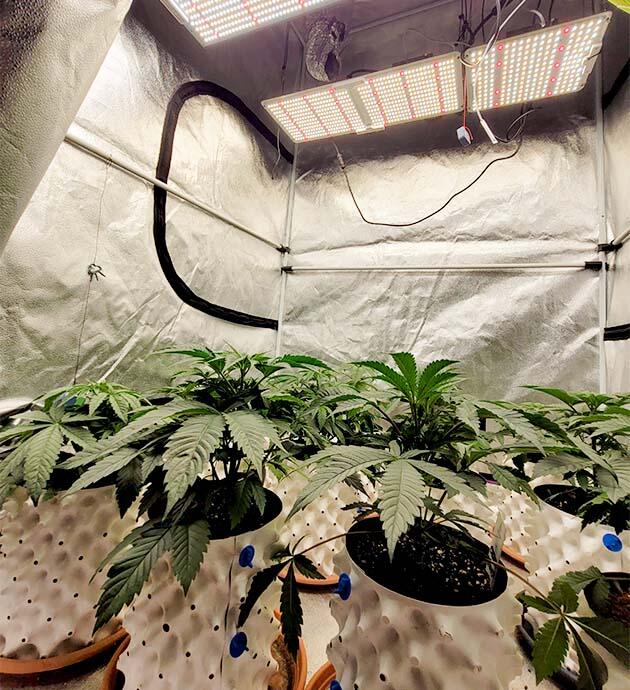 Формирование кроны каннабиса Каннабис с активно развивающимися боковыми ветвями