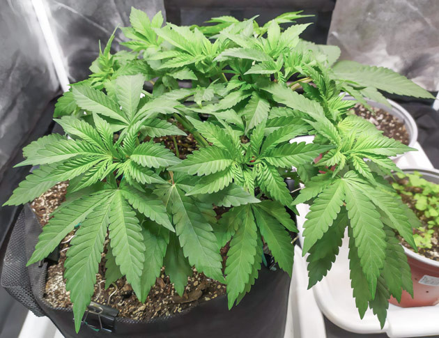 Топпинг и обрезка Biscotti Mintz Подготовка Biscotti Mintz к цветению