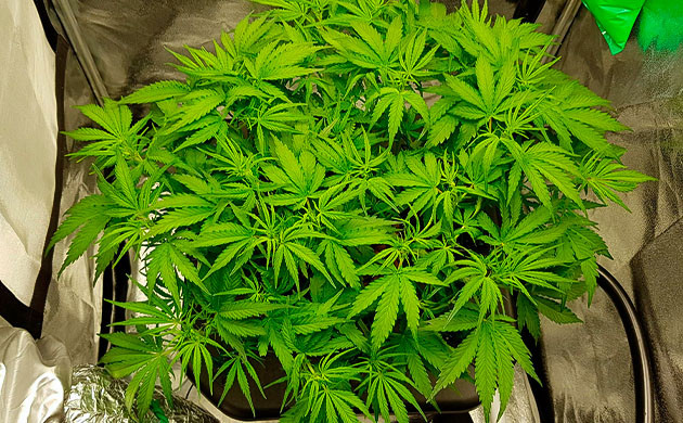 Предцвет каннабиса на 5 неделе Густой куст конопли