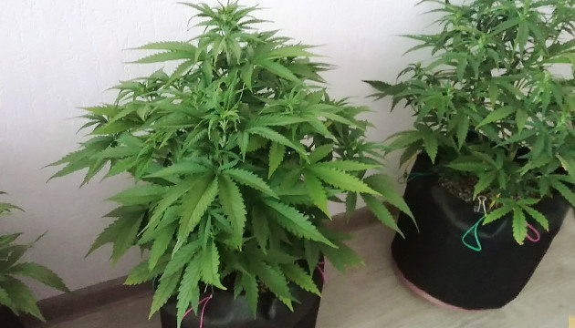 Начало стадии цветения Цветение Т-34