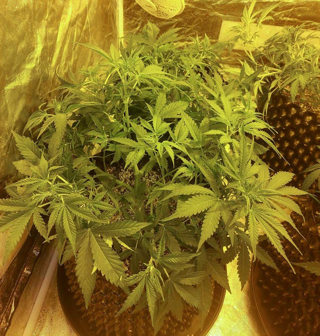 Формирование соцветий марихуаны Цветение конопли