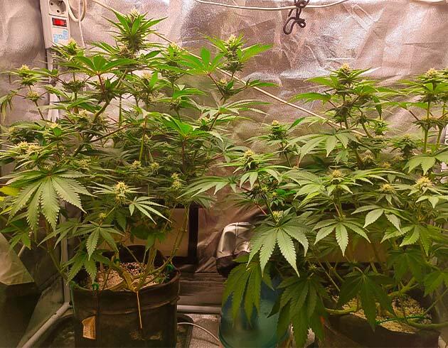 Активное цветение марихуаны Кусты Black Widow на 9 неделе выращивания