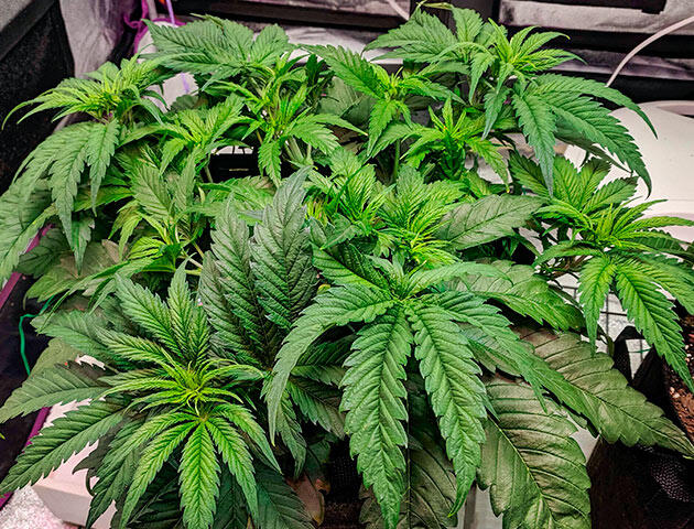 Метод LST конопли 6 неделя роста марихуаны