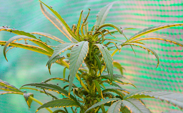 Подготовка к харвесту конопли Pineapple Chunk подготовка к харвесту Pineapple Chunk