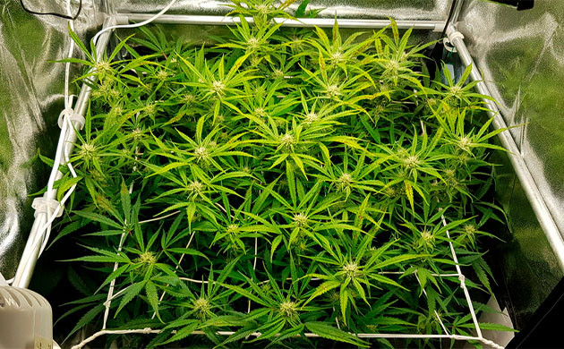 Установка сетки ScrOG на 8 неделе Равномерное распределение побегов с помощью сетки скрог