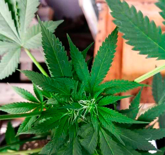 Середина цветения: смолистые колы продолжают набирать массу Каннабис на 8 неделе роста