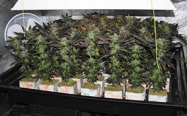 Метод SOG Техника Море зелени