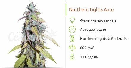 Сорт конопли Auto Northern Lights Auto Northern Lights fem от Семяныча