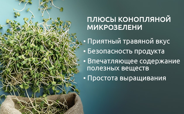 Вкус и польза микрозелени конопли Вкусные ростки конопли