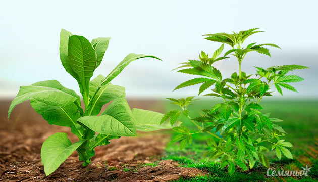 Марихуана безопаснее сигарет Марихуана безопаснее табака