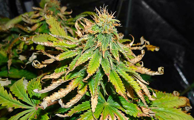 Признаки светового ожога Сухие и скрученные листья на верхушках каннабиса