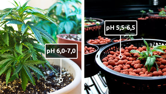 Уровни pH при культивировании марихуаны Уровень pH при выращивании