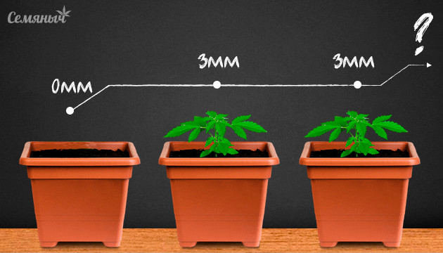 Что делать при остановке развития проростков конопли Остановка развития ростка марихуаны