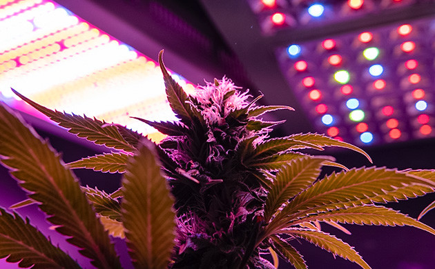 Правильное освещение саженцев Как освещать саженцы конопли