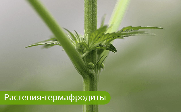 Гермафродиты: угроза качеству урожая Растения-гермафродиты и их влияние на урожай