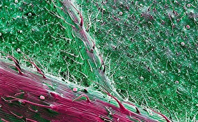 Тыльная сторона листа каннабиса Жилки листа под микроскопом