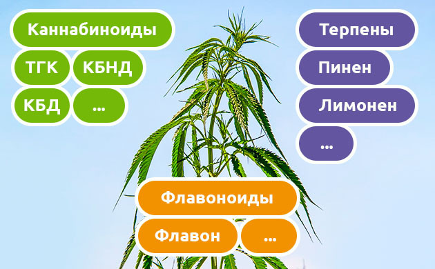 Основные каннабиноид, терпены, флавоноиды конопли