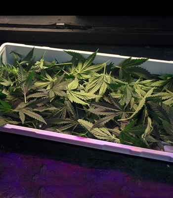 Дефолиция конопли Листья после дефолиации