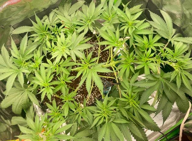 Развитие конопли Куст Fullgas от Green House Seeds на 5 неделе