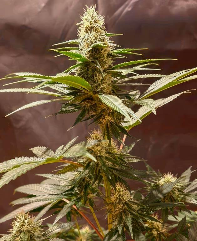 Tropicana Cookies FF fem от FastBuds