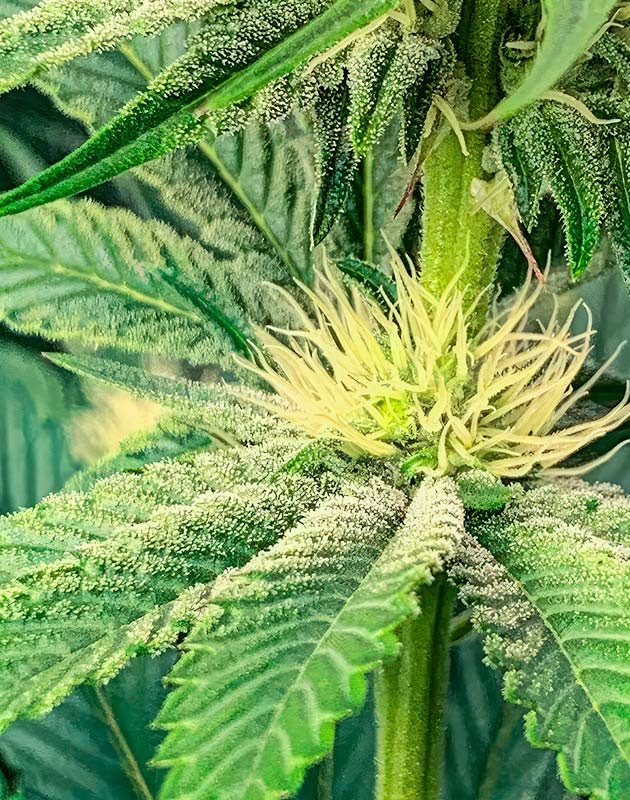 Лоллипоппинг марихуаны Конопля ростом 55 см