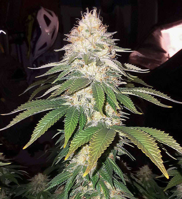 Харвест и сушка соцветий Pineapple Chunk Предхарвест Pineapple Chunk