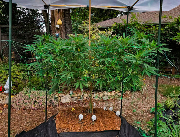 Установка навеса и дефолиация конопли Куст Gorilla Cookies FF на 19 неделе выращивания
