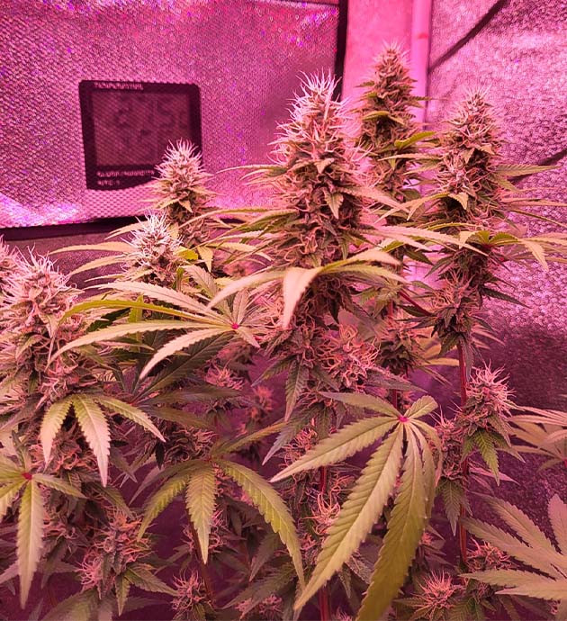 Цветение марихуаны Куст Jungle Breath на 12 неделе выращивания